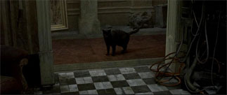 a black cat crosses the doorway for the second time